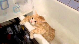 跳不出浴缸的大肥貓