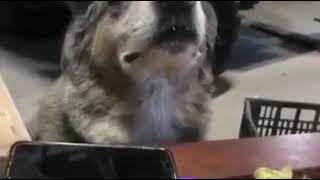 Perro escuchando salsa