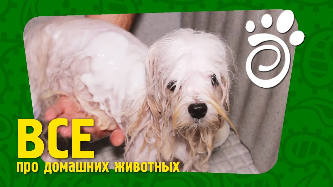 Уход за болонками собаками Уход за болонками собаками