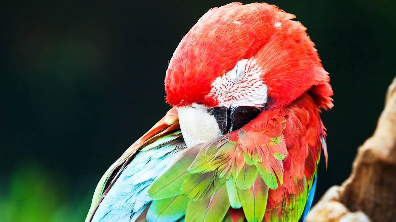 how much do birds sleep pet bird youtube how much do birds sleep pet bird youtube