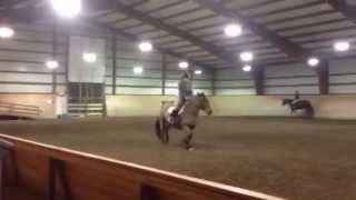 Brabant Belgian Draft Horse Mare Rosey Jumping a Gymnastic Sporthorse Hunter