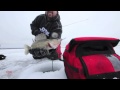 Mille Lacs Ice Fishing Video Perch & Walleyes Jan. 2012 - On Ice (#0018)