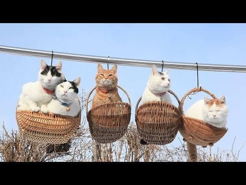 💗Aww - Funny and Cute Cat Compilation 2019💗 #8 - CuteVN