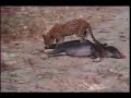 jackal & young leopard brutal fight