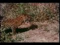 jackal & young leopard brutal fight