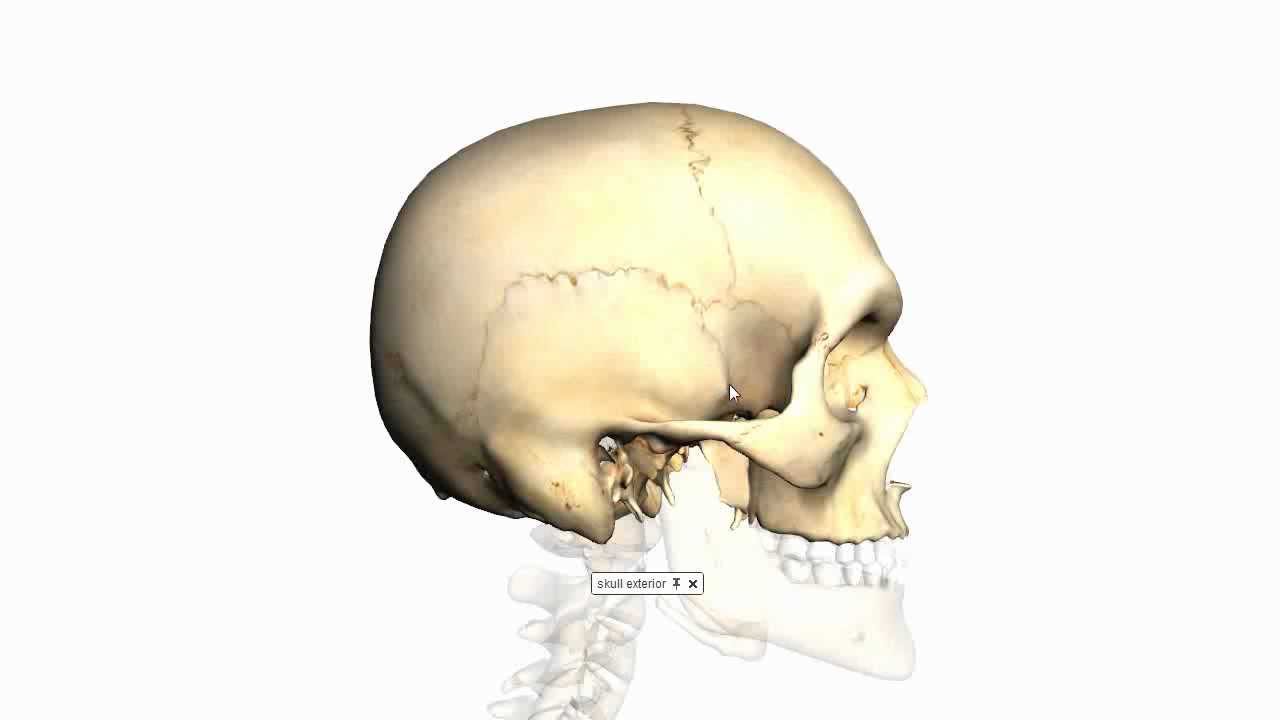 Skull Tutorial (3) - Sutures of the skull - Anatomy Tutorial - YouTube