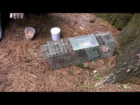 chipmunk bucket trap