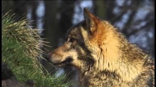 De Wolf terug in Nederland?