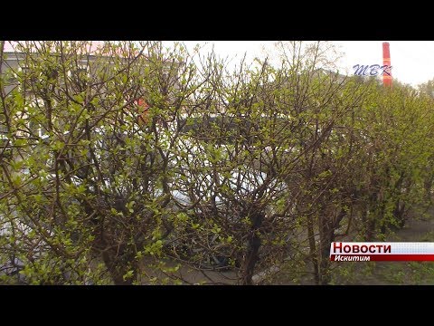 Специалисты Гидромецентра назвали время прихода тепла в Искитим Специалисты Гидромецентра назвали время прихода тепла в Искитим