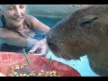 Visiting Garibaldi ROUS, the Pet Capybara