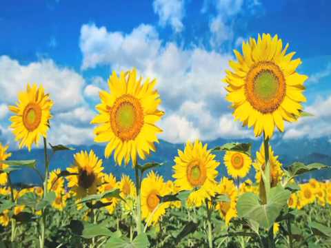 Glen Campbell - Sunflower (album 1977: Southern Nights) - video