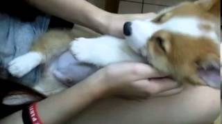 Tired Corgi Puppy Refuses to Wake Up (Adorable Corgi Puppy Doesn't Want to Wake Up)