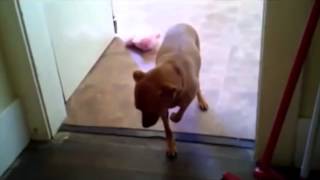 The Dog Slow Mo Walk Of Shame