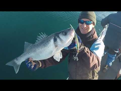 Slow Pitch Jigging, catching Bass onboard Silver Halo