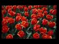 "Lorsqu'au printemps" John Littleton