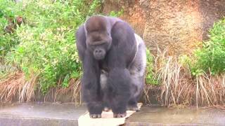 東山ゴリラ シャバーニ家族の日々43 Shabani gorilla family