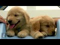 Puppy Love - Golden Retriever Puppies
