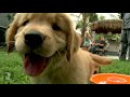 Puppy Love - Golden Retriever Puppies