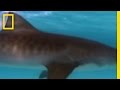 Tiger Sharks Vs. Turtles - Youtube