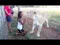 ANIMALS ARE AWESOME TOO! HUMANS / PEOPLE ARE AWESOME SPOOF