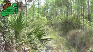 Everglades Skunk ape expedition #7