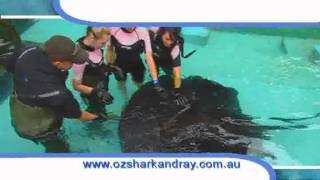 The Australian Shark And Ray Centre