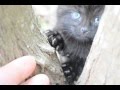 Hunting for feral Cats. Feral cats are killing a lot of the other wildlife around my property.