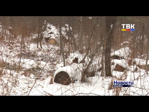 Стоимость восстановления лесных насаждений в п. Новый в Бердске составит 4 миллиона Стоимость восстановления лесных насаждений в п. Новый в Бердске составит 4 миллиона