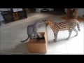 Savannah Cat TV - Cats have fun with a box (funny)