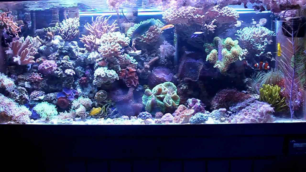 Most Simple Reef Tank (75 Gallon) YouTube