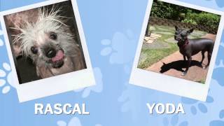 2014 'Ugliest Dog' contestants, in one minute