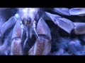 My Ecuadorian Hermit Crabs