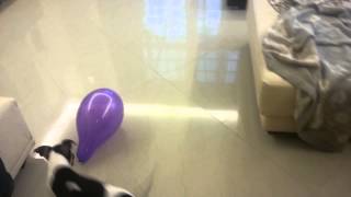 Cute Parson Russel puppy playing with a balloon