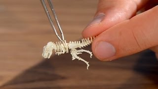 Tinysaurs DIY Miniature Models