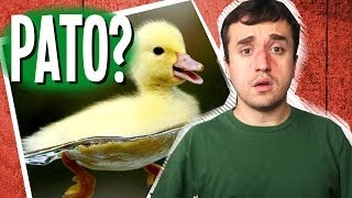 EU QUERO UM PATO! -Ep. 138