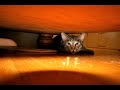 Funny Birthday Song (Snickers the Cat) - Humor & Fun ecards - Birthday Greeting Cards