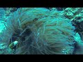 GoPro Hero 3 Back Scatter Red Filter Underwater Review, Pulau Redang