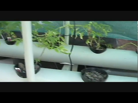 Aquaponics system - Growing tomatoes with goldfish - YouTube