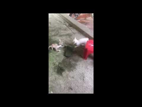 Kitten wars - Round 1 - Snow funny