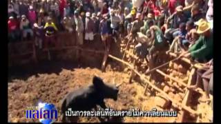 สู้วัวกระทิงแบบมาดากัสการ์