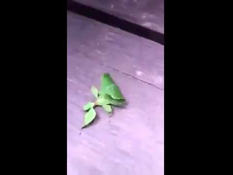 حشرة على شكل ورقة شجرة
