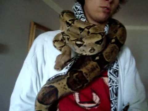 size mouse for a 6 month old boa constrictor size