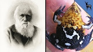 Darwin's Frog Officially Extinct!