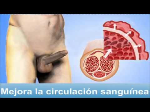 Masazh del miembro para el aumento