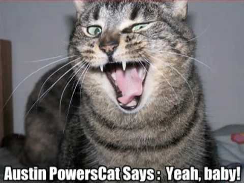 very funny cats with captions. very funny cats with captions.