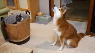 バスケット猫とファンヒーター柴犬 Cat in the basket and Shiba Inu