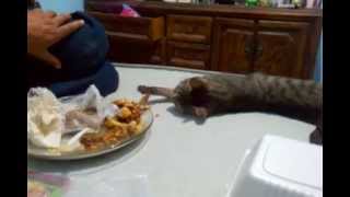 gata roba comida