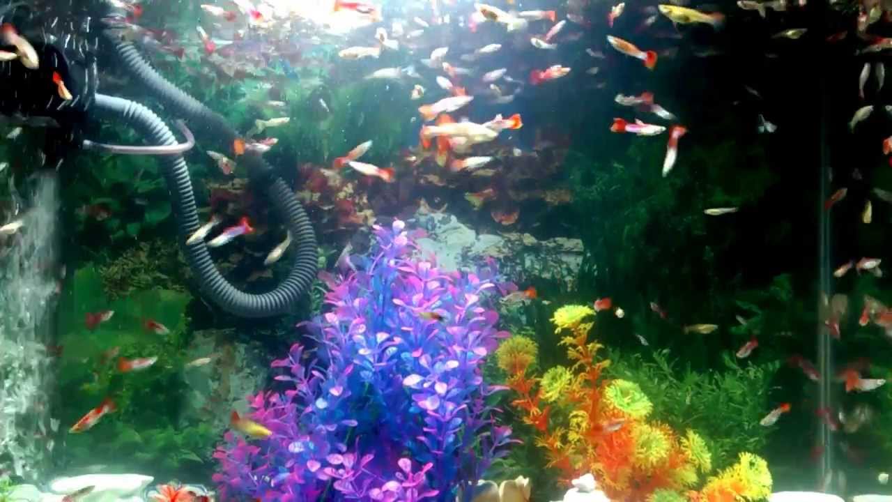 Guppy Freshwater Aquarium Fish - YouTube