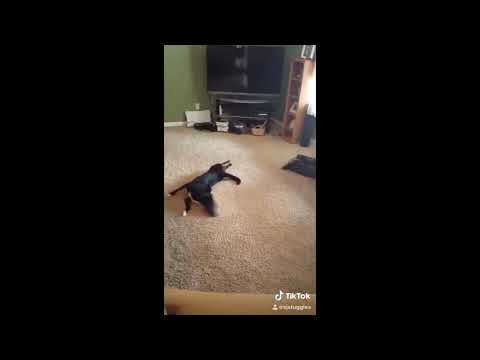 Tik Tok dog compilation (funny and cute)