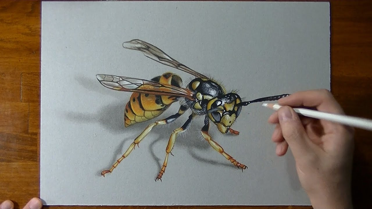 Drawing Time Lapse: wasp 3D effect - YouTube